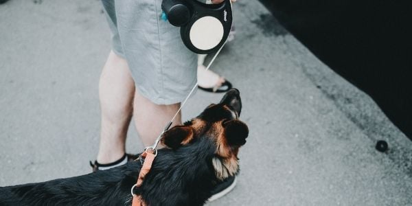 Great choice outlet retractable dog leash